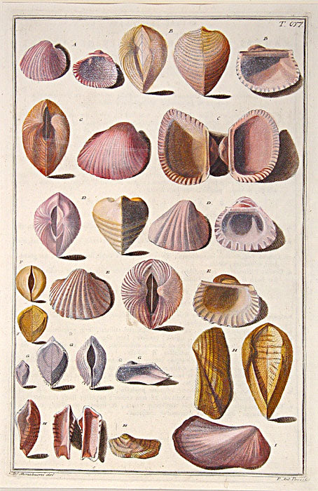 Original copper plate engravings with fine later hand-colouring for "Index Testarum Conchyliorum", first edition.