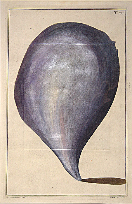 Original copper plate engravings with fine later hand-colouring for "Index Testarum Conchyliorum", first edition.