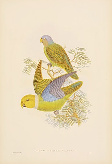 Lithograph with fine later hand-colour. Published by Hullmandell and Walton. For the "Birds of New Guinea".