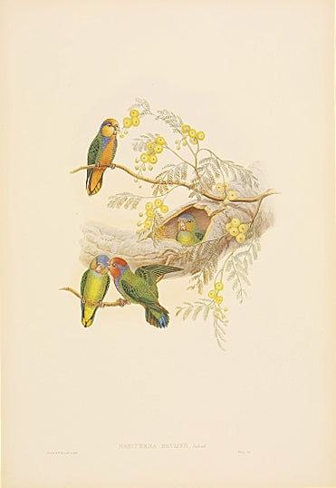Lithograph with fine later hand-colour. Published by Hullmandell and Walton. For the "Birds of New Guinea".