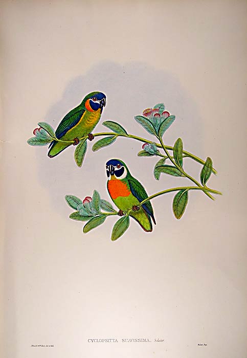 Lithograph with fine later hand-colour. Published by Hullmandell and Walton. For the "Birds of New Guinea".