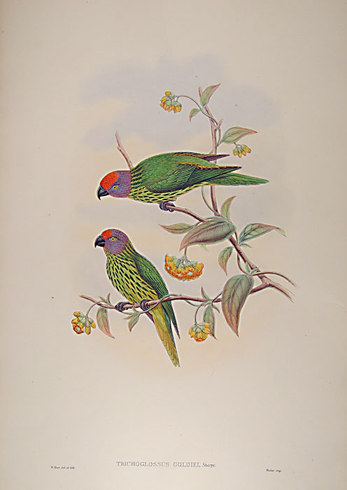Lithograph with fine later hand-colour. Published by Hullmandell and Walton. For the "Birds of New Guinea".