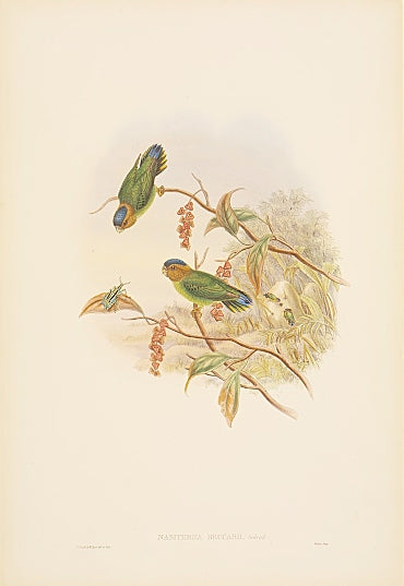 Lithograph with fine later hand-colour. Published by Hullmandell and Walton. For the "Birds of New Guinea".