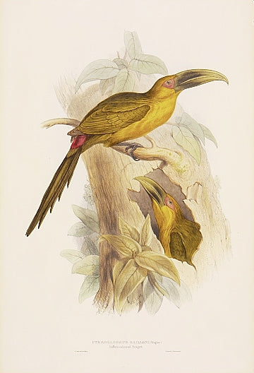 Original lithograph with fine later hand-colouring for the "Ramphastidae or Family of Toucans".  Published by Hullmandell and Walton. 