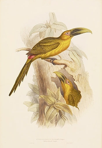 Original lithograph with fine later hand-colouring for the "Ramphastidae or Family of Toucans".  Published by Hullmandell and Walton. 