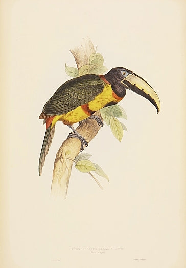 Original lithograph with fine later hand-colouring for the "Ramphastidae or Family of Toucans".  Published by Hullmandell and Walton. 