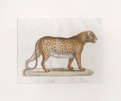 From Brodtmann's 'Naturhistorische Bilder-Gallerie aus dem Thierreiche', Natural History Gallery from the Thierreiche'. Germany, Hand-coloured lithograph.