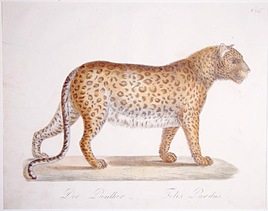 From Brodtmann's 'Naturhistorische Bilder-Gallerie aus dem Thierreiche', Natural History Gallery from the Thierreiche'. Germany, Hand-coloured lithograph.