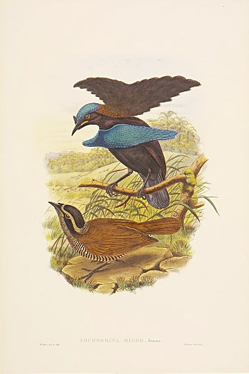 Lithograph with fine later hand-colour. For the "Birds of New Guinea".