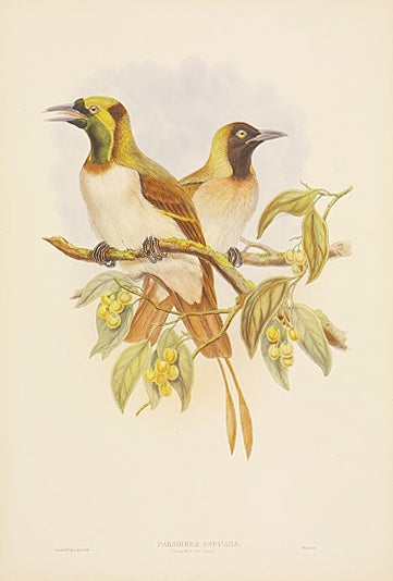 Lithograph with fine later hand-colour.  For the "Birds of New Guinea". Publisher Walter.