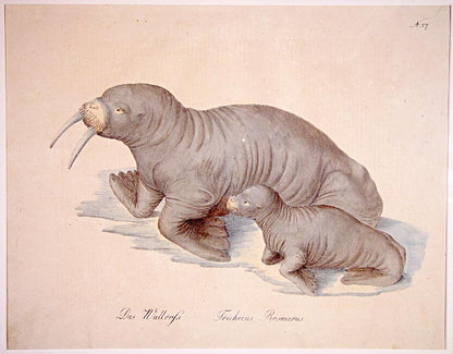 From Brodtmann's 'Naturhistorische Bilder-Gallerie aus dem Thierreiche', Natural History Gallery from the Thierreiche'.