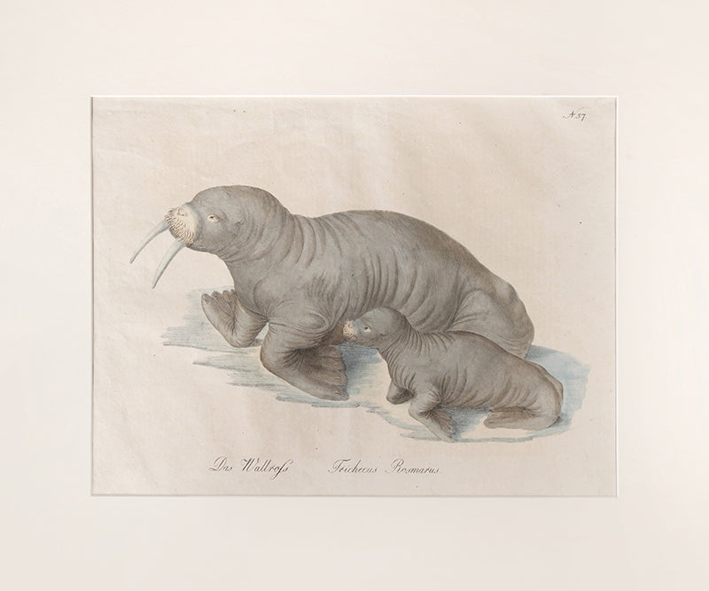 From Brodtmann's 'Naturhistorische Bilder-Gallerie aus dem Thierreiche', Natural History Gallery from the Thierreiche'.