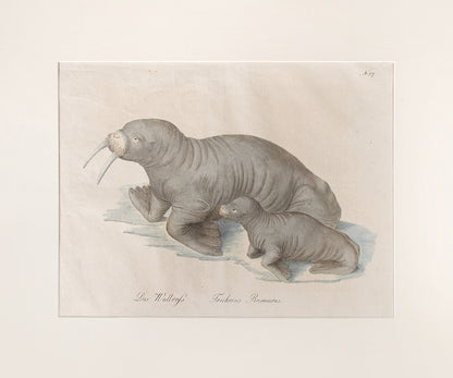 From Brodtmann's 'Naturhistorische Bilder-Gallerie aus dem Thierreiche', Natural History Gallery from the Thierreiche'.