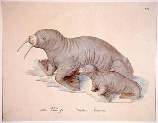 From Brodtmann's 'Naturhistorische Bilder-Gallerie aus dem Thierreiche', Natural History Gallery from the Thierreiche'.