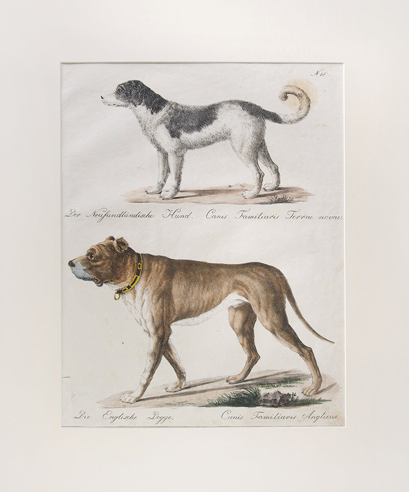 [A Pair of Dogs].