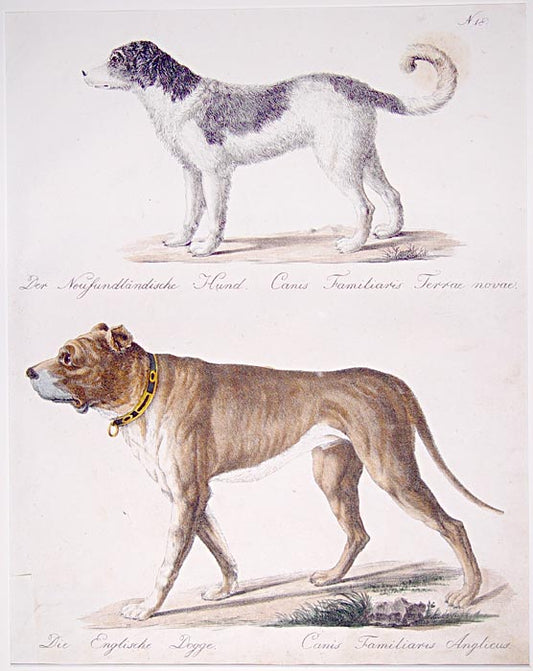 [A Pair of Dogs].