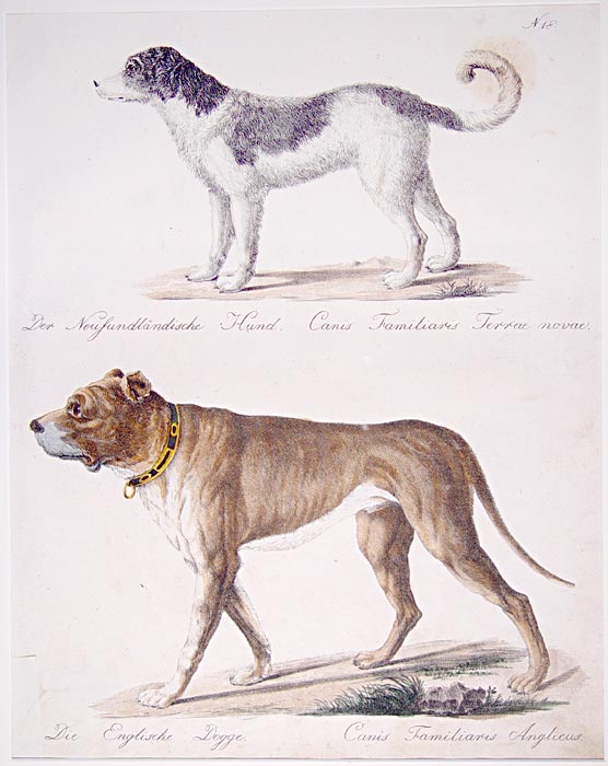 [A Pair of Dogs].
