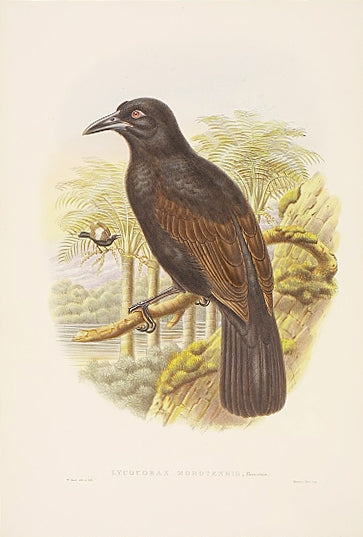 Lithograph with fine later hand-colour. For the "Birds of Paradise".