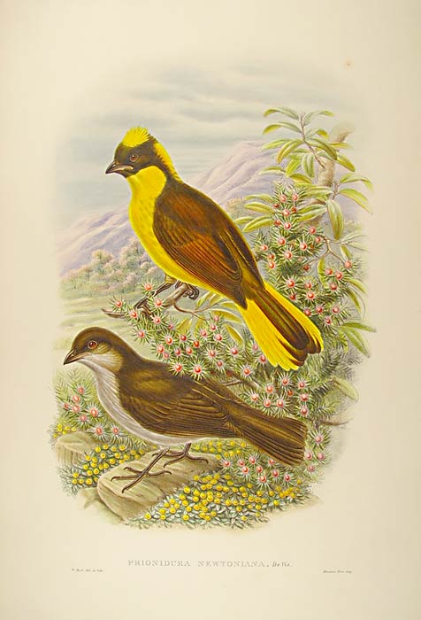 Original lithographs with fine later hand-colouring. For the "Birds of New Guinea".