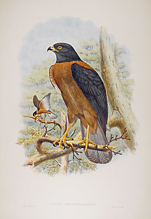 Lithograph with fine later hand-colour.