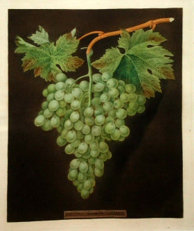 Royal Muscadine Grape  plate no.48, "Muscatt of Alexander Grape   plate no. 53, White Frontiniac Grape   plate no. 54 & White Hamburgh Grape plate no. 60.