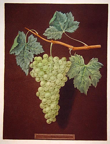 Royal Muscadine Grape  plate no.48, "Muscatt of Alexander Grape   plate no. 53, White Frontiniac Grape   plate no. 54 & White Hamburgh Grape plate no. 60.