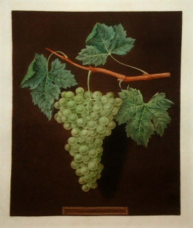 Royal Muscadine Grape  plate no.48, "Muscatt of Alexander Grape   plate no. 53, White Frontiniac Grape   plate no. 54 & White Hamburgh Grape plate no. 60.