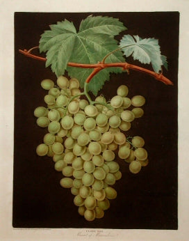 Royal Muscadine Grape  plate no.48, "Muscatt of Alexander Grape   plate no. 53, White Frontiniac Grape   plate no. 54 & White Hamburgh Grape plate no. 60.