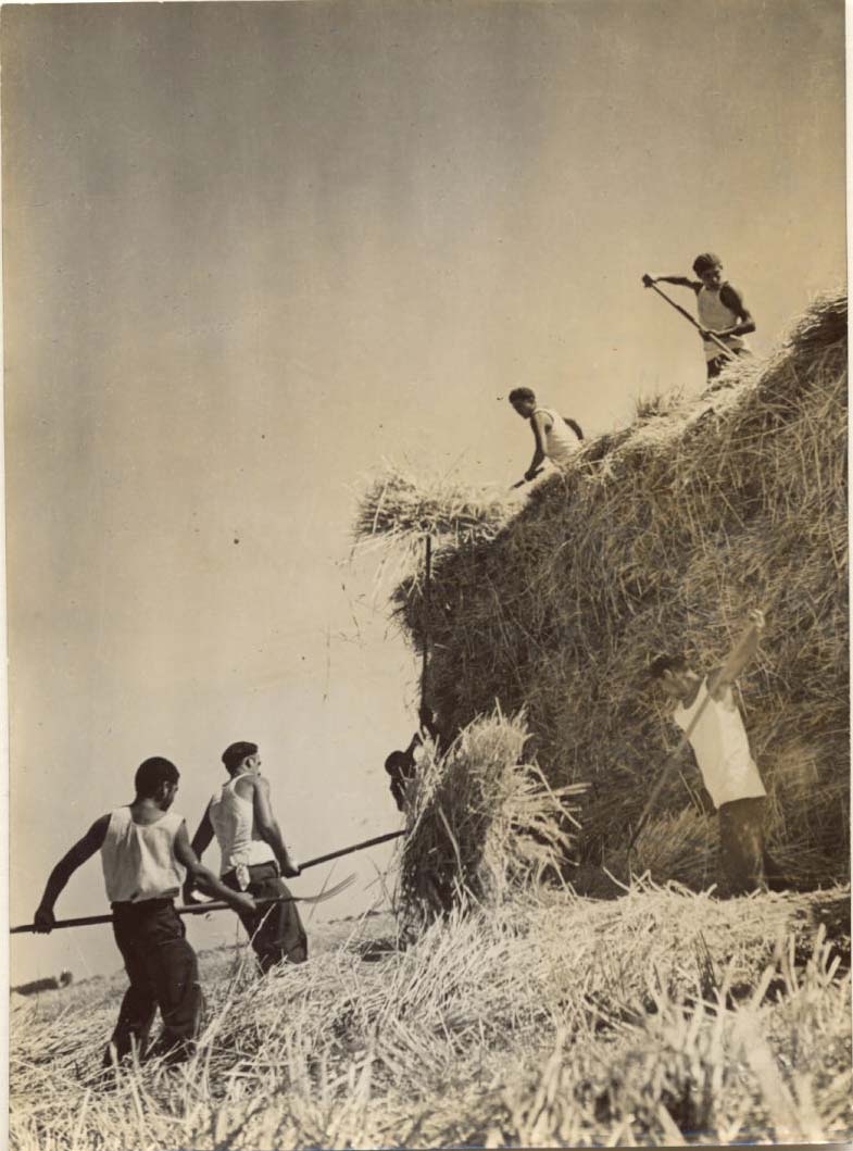 Wheat Harvest
