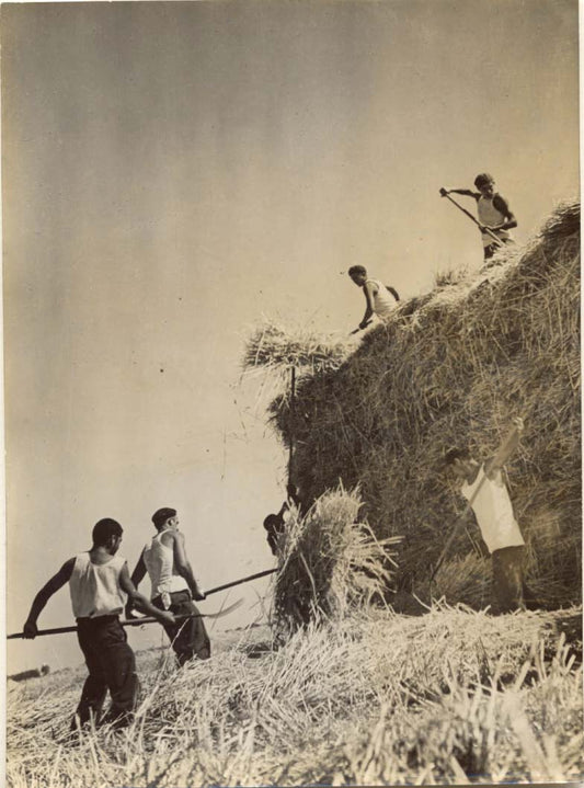 Wheat Harvest