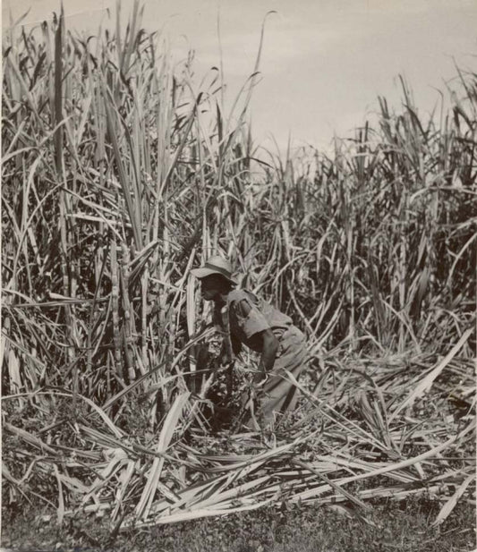 Sugar Cane.