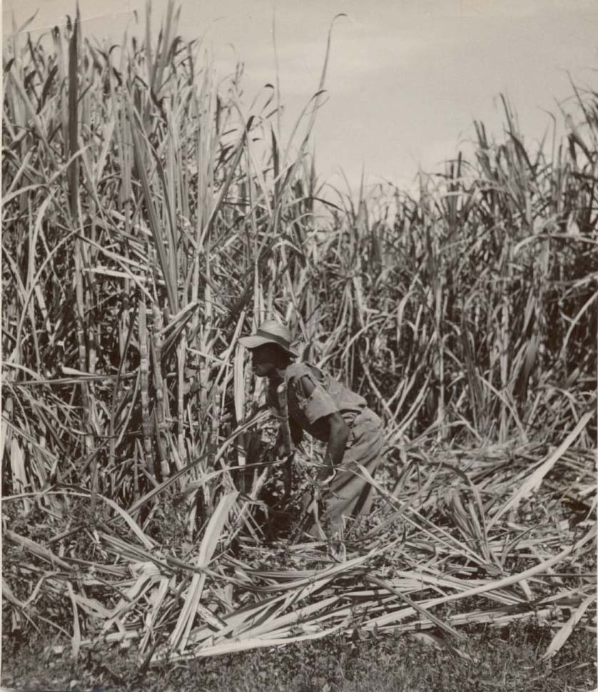 Sugar Cane.