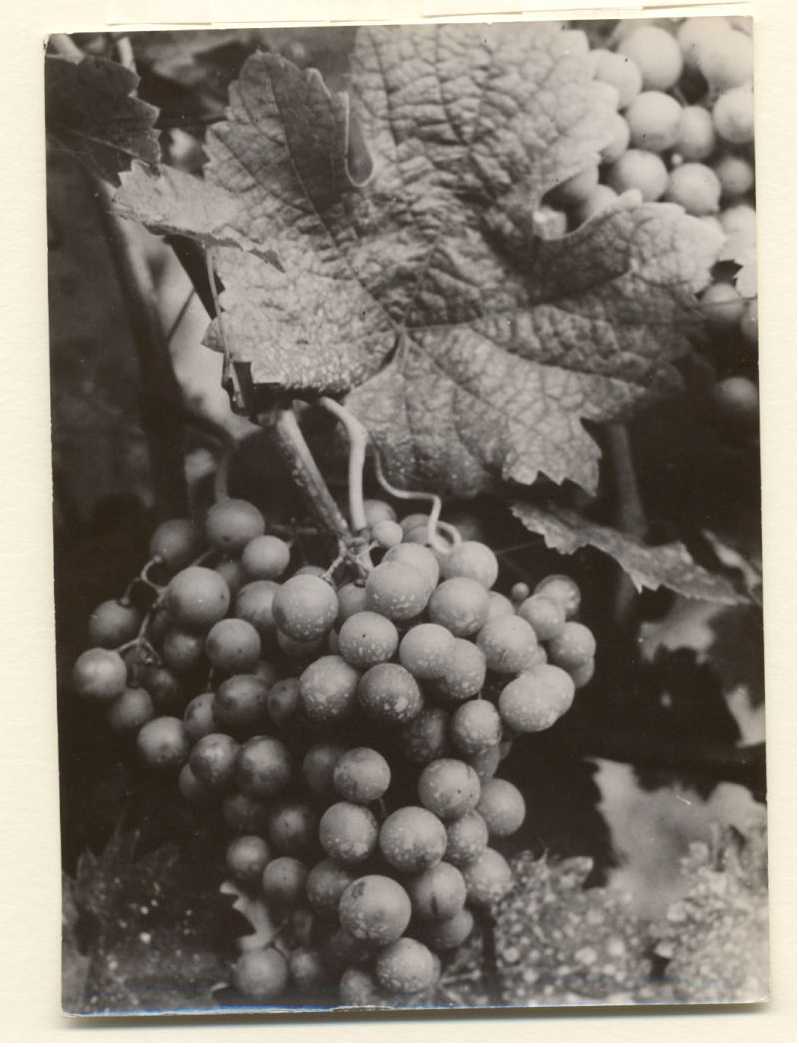 Grapes.