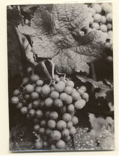 Grapes.