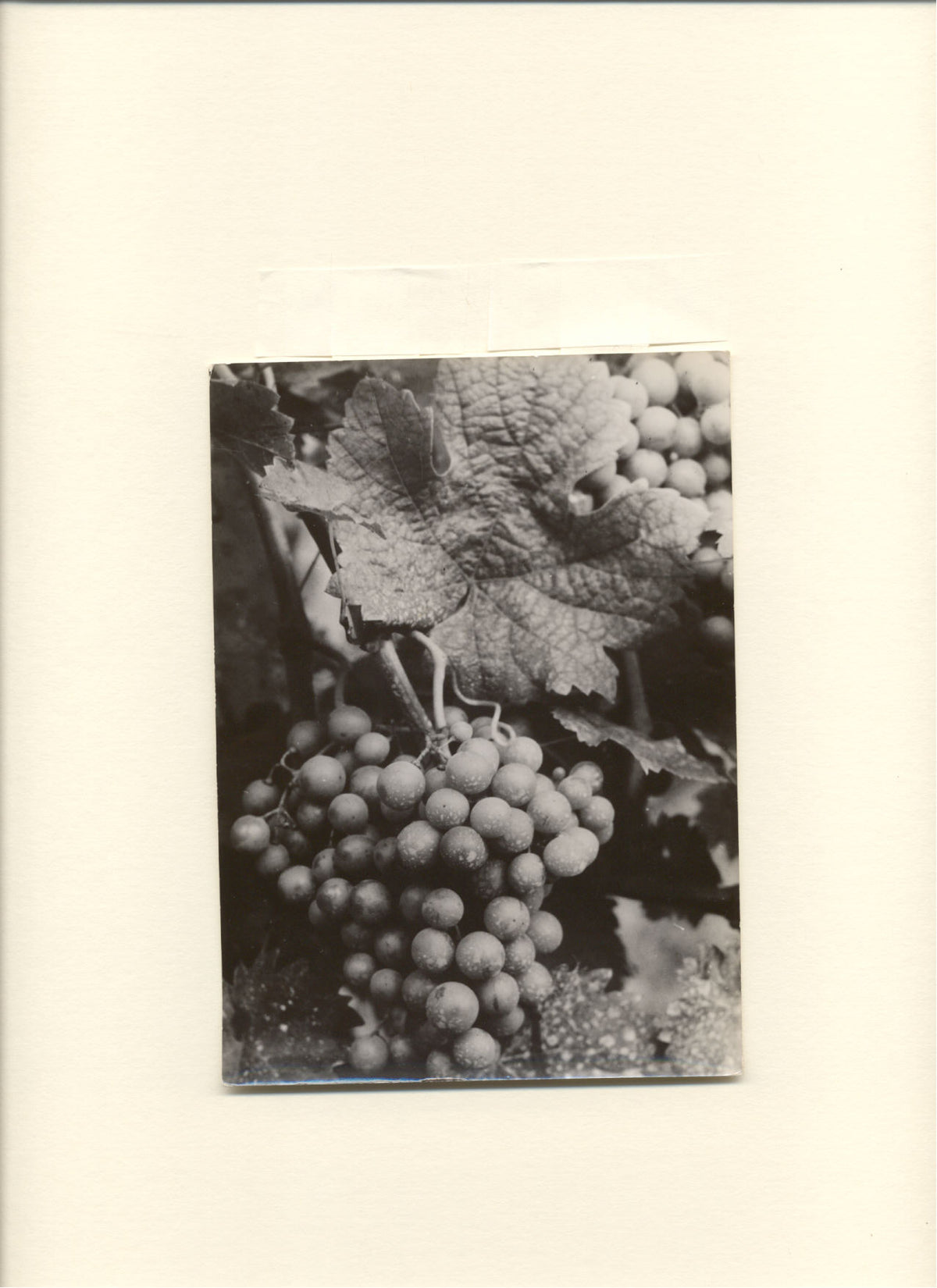 Grapes.