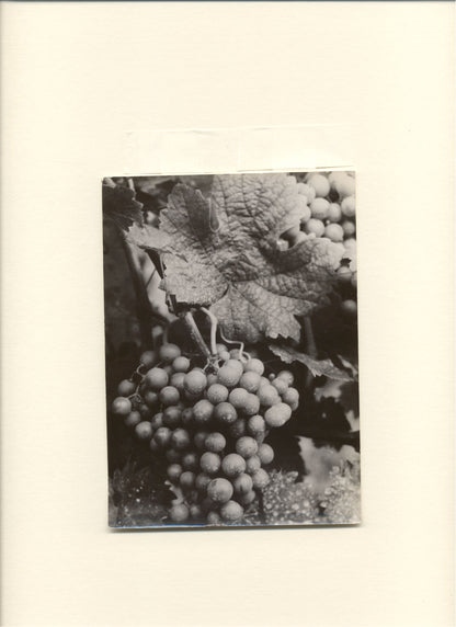 Grapes.