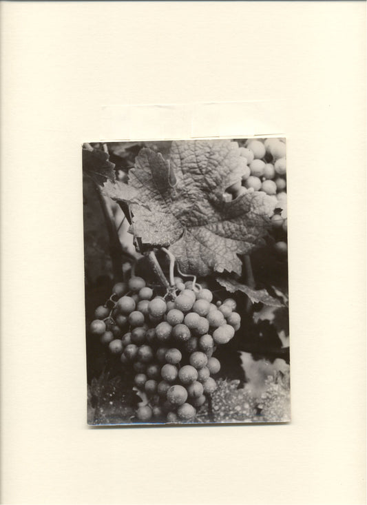 Grapes.