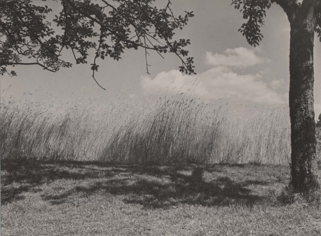 Wheat Field.