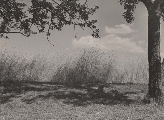 Wheat Field.