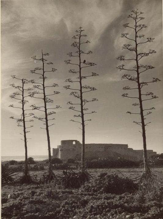 Tolmeda, Libya.