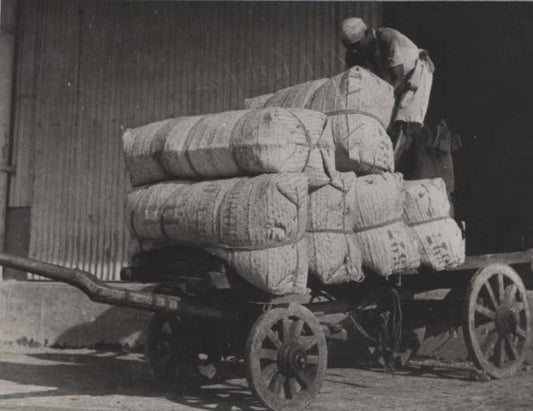 Loading Cloves, Zanzibar