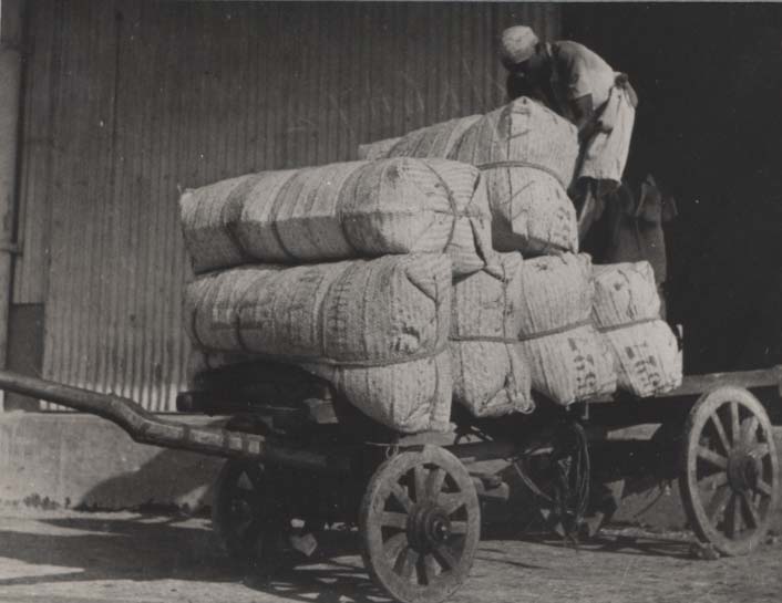 Loading Cloves, Zanzibar