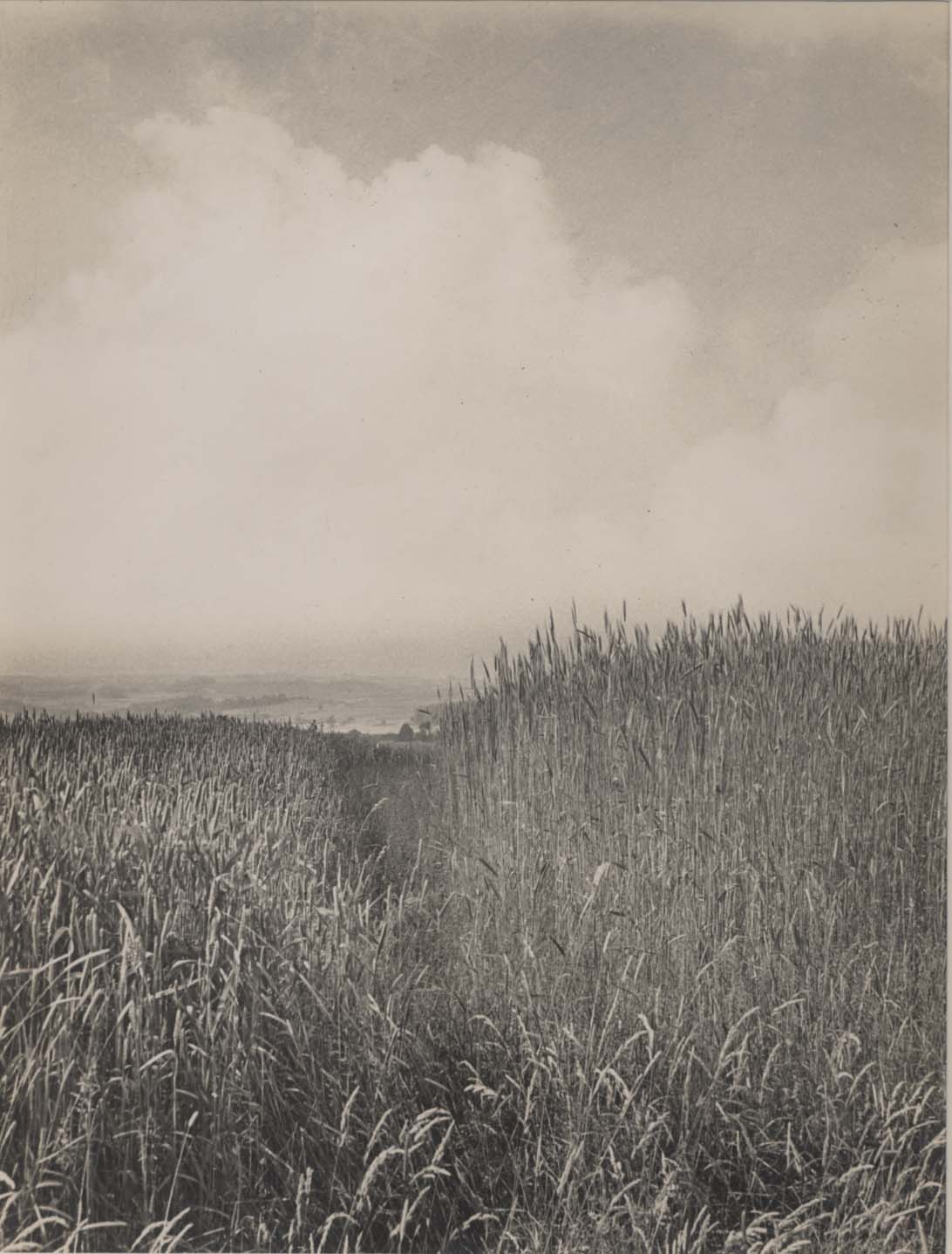 Wheat Field Landscape.
