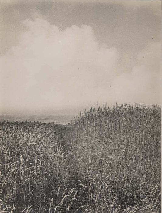 Wheat Field Landscape.