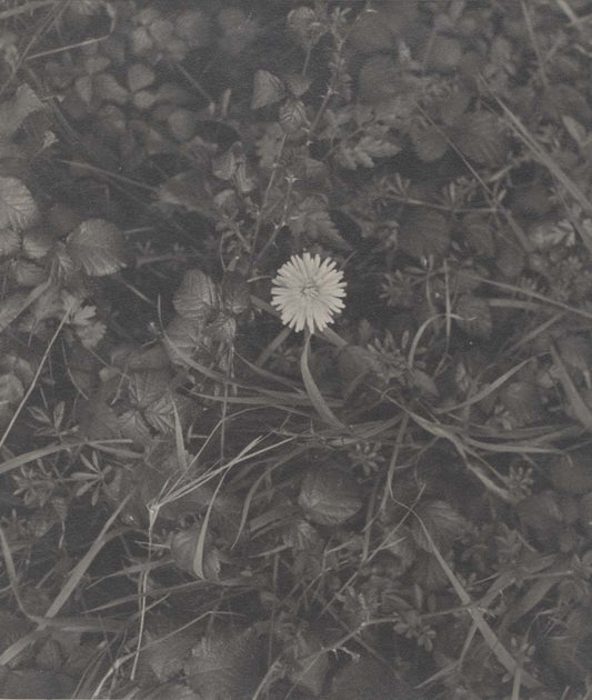 Dandelion.