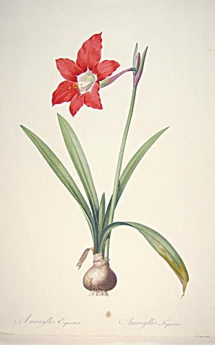 For "Les Liliacees".  Nissen BBI 1597; cf.Great Flower Books (1990), p 128;  Dunthorne p 231; cf. Stafleu & Cowan TL2 8747; cf. MacPhaeil, Redouteana, 10.