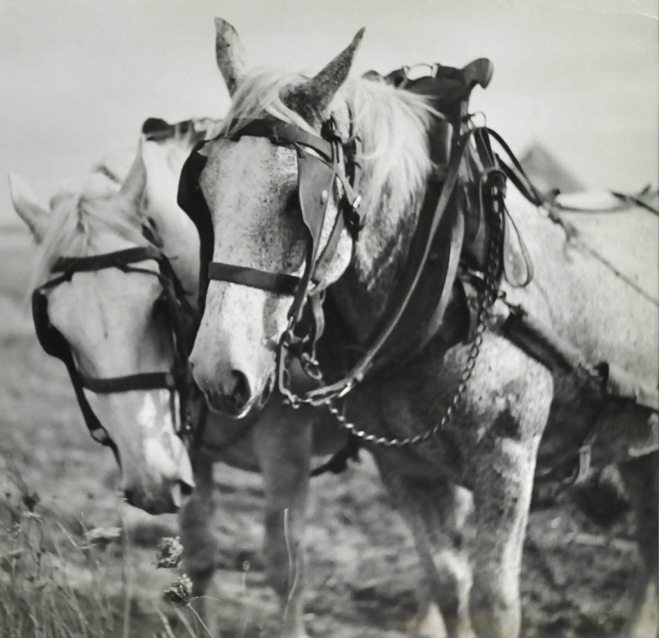 Shire Horses.