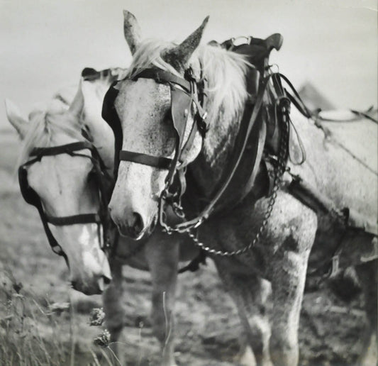 Shire Horses.