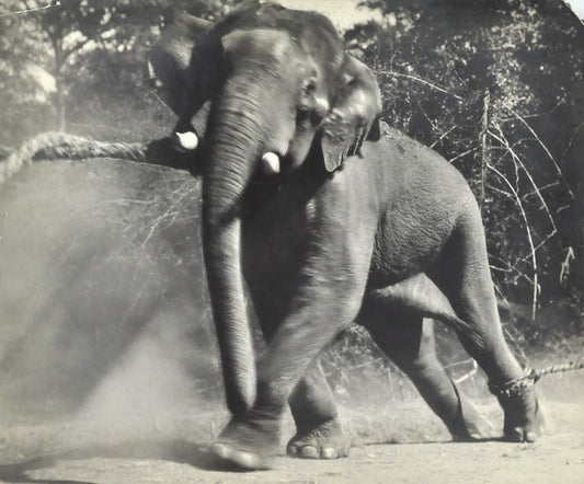 Captive Elephant Bull