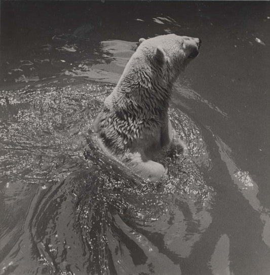 Polar Bear